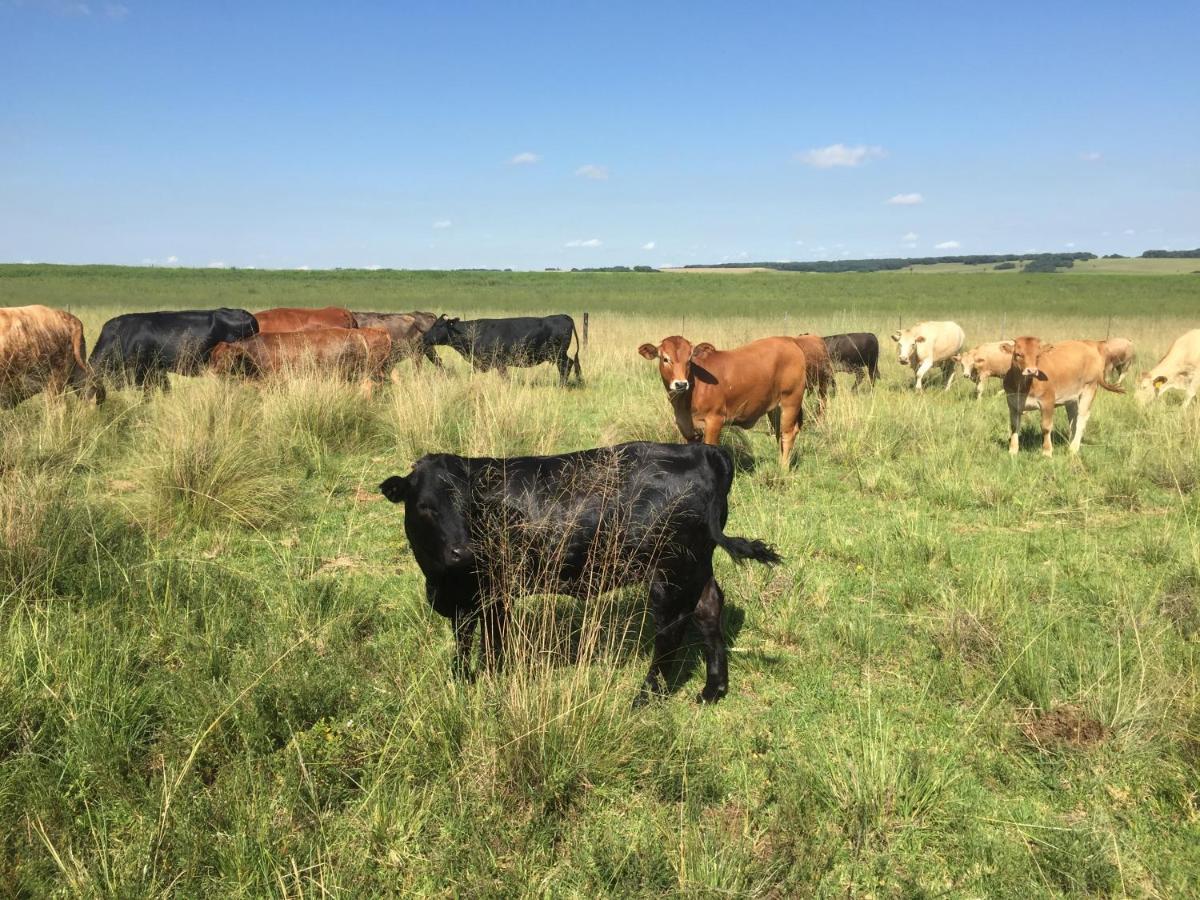 La Vista Farm Stay Ermelo Eksteriør bilde