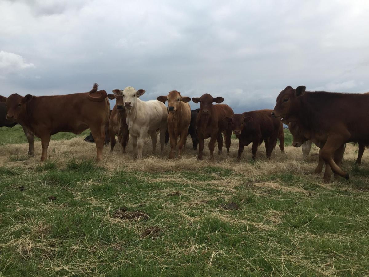 La Vista Farm Stay Ermelo Eksteriør bilde